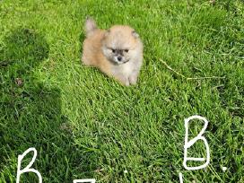 Pomeranijos nykštukinių špicai Boo