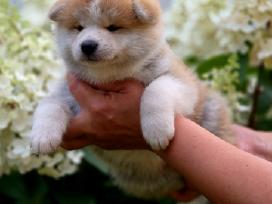 Akita inu vada.