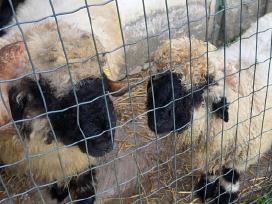 Valais Blacknose .