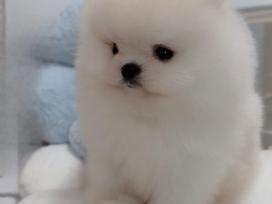 Liko 2 berniukai babyface VIP super mini Boo