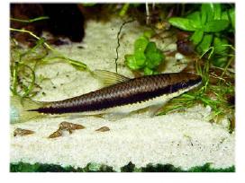 Siamangų lapę žuvis akvariumui