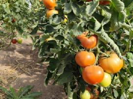 Pomidorai 2€/kg