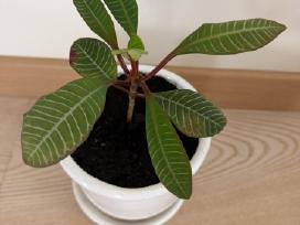 Baltagyslė karpažolė (Euphorbia leuconeura) vazone
