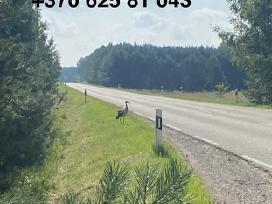 Pjaunu zole.