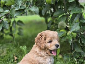 Cockapoo F1 Patinėlis 2 Mėn.