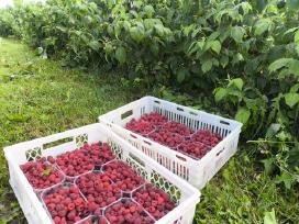 Rudeninės avietės Polka 7-4.5 eur 1 kg