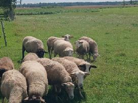 Parduodami Suffolk Mišrūnų Eriukai!