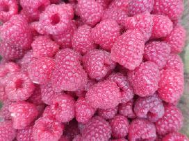 Parduodu avietes