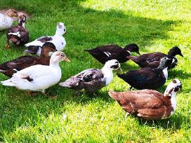 Parduodamos bantaminės call duck antytės