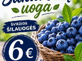 Šilauogės