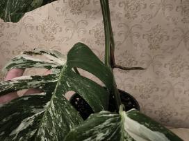 Monstera albo variegata