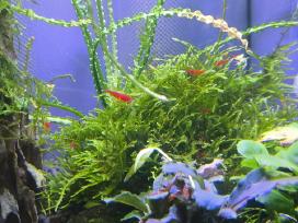 Neocaridina Bloody Mary