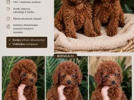 Azijos kinietiški teacup pudeliukai