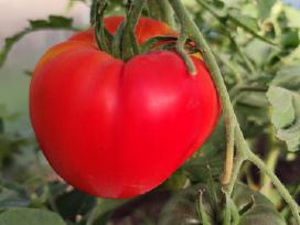 Pomidorai