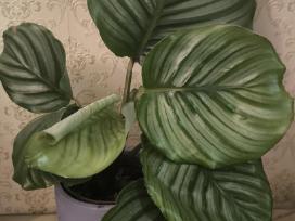 Calathea Orbifolia Kalateja