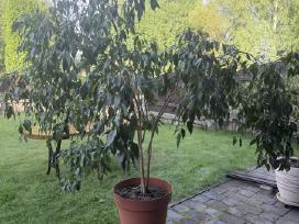 Fikusas