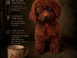 Azijos kinietiški teacup pudeliukai