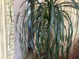 Beaucarnea