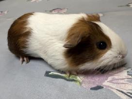 Jūrų kiaulyte