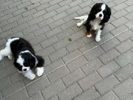 Kavalieriaus karaliaus Karolio spanieliukai