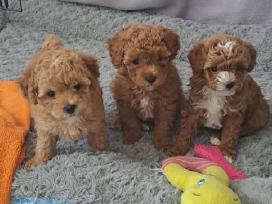 Bisonpoo pudelio ir garbanoto bišono šuniukai