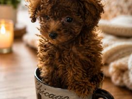 Azijos kinietiški teacup pudeliukai virš 5 mėm
