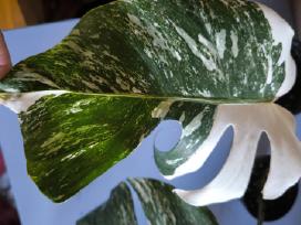 Monstera albo variegata