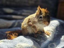 Vovere Red American squirrel