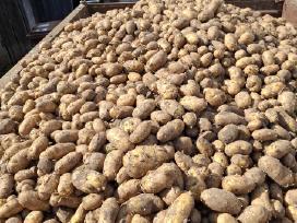 Parduodu bulves Vineta ir Anna Queen 0,30€