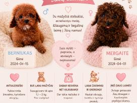 Teacup pudeliukas