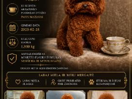 Azijos kinietiški teacup pudeliukai virš 5 mėm