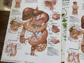 Dovanoju medicinos anatomijos plakatus