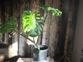Didzialape monstera deliciosa