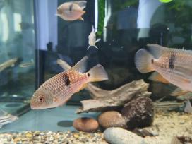 Parduodu Aequidens diadema