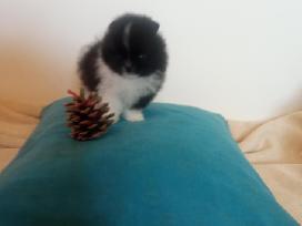 Pomeranijos nykštukinių špice pati color Boo