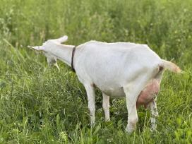 Zaaneno ožka, ožiukas ir ožkutė