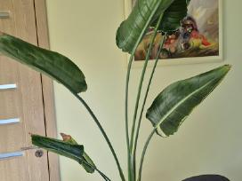 Strelitzia Reginae variegata labai retas augalas