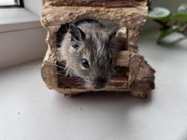Dovanoju Degu peliukus