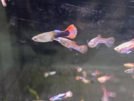 Gupijos