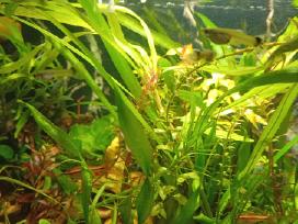 Guppy žuvytes