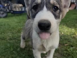 Vakarų Sibiro laika