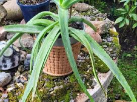 Tikrasis alavijas - Aloe Vera