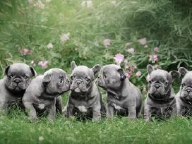 Kilmingi Prancuzu buldogai / French buldog