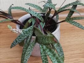 Papartis ir ledeburija