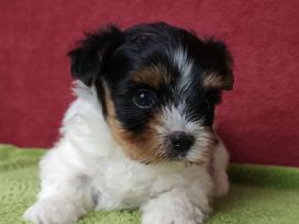 Biewer Yorkie