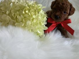 Nuostabaus Grožio Rezervuojami Red Toy Pudeliukai