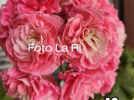 Pelargonija