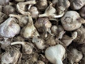 Nerūšiuoti žieminiai česnakai