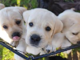 Kilmingi Labradoro retriverių šuniukai