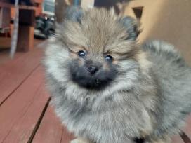 Parduodamos Pomeranijos špicų mergaitės